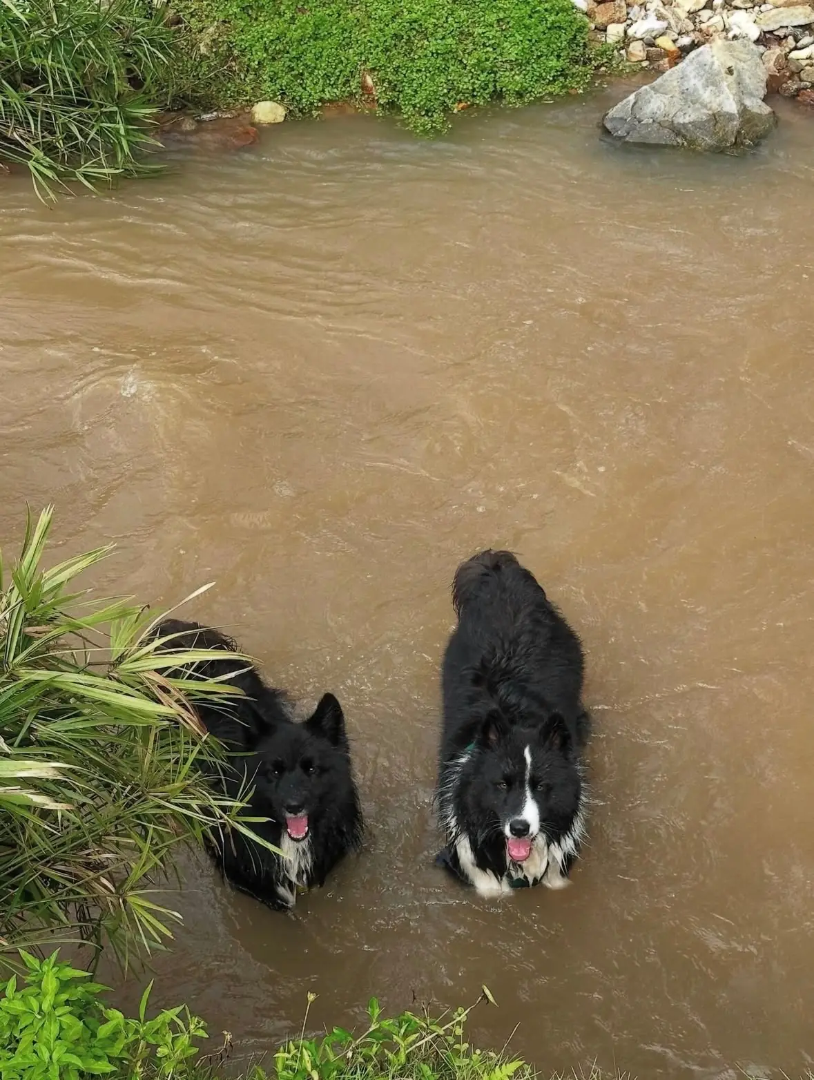 Mae Ram Residence pets image 2