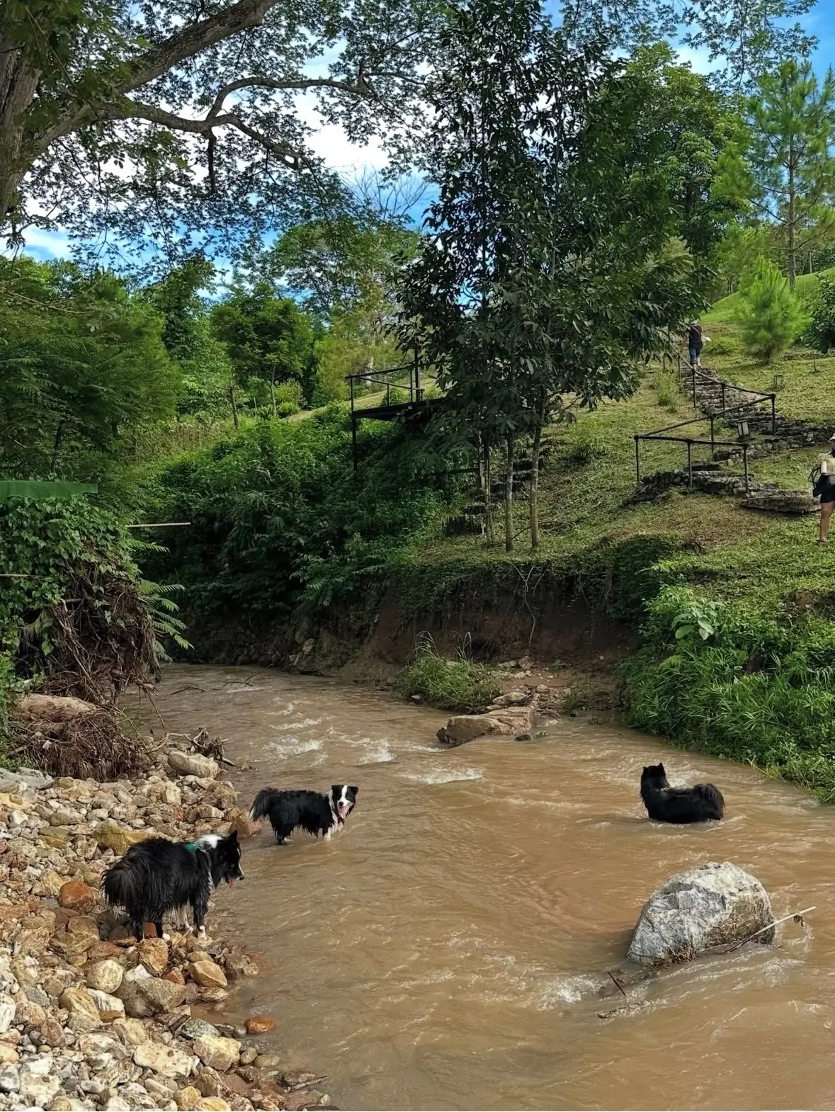 Mae Ram Residence pets image 1