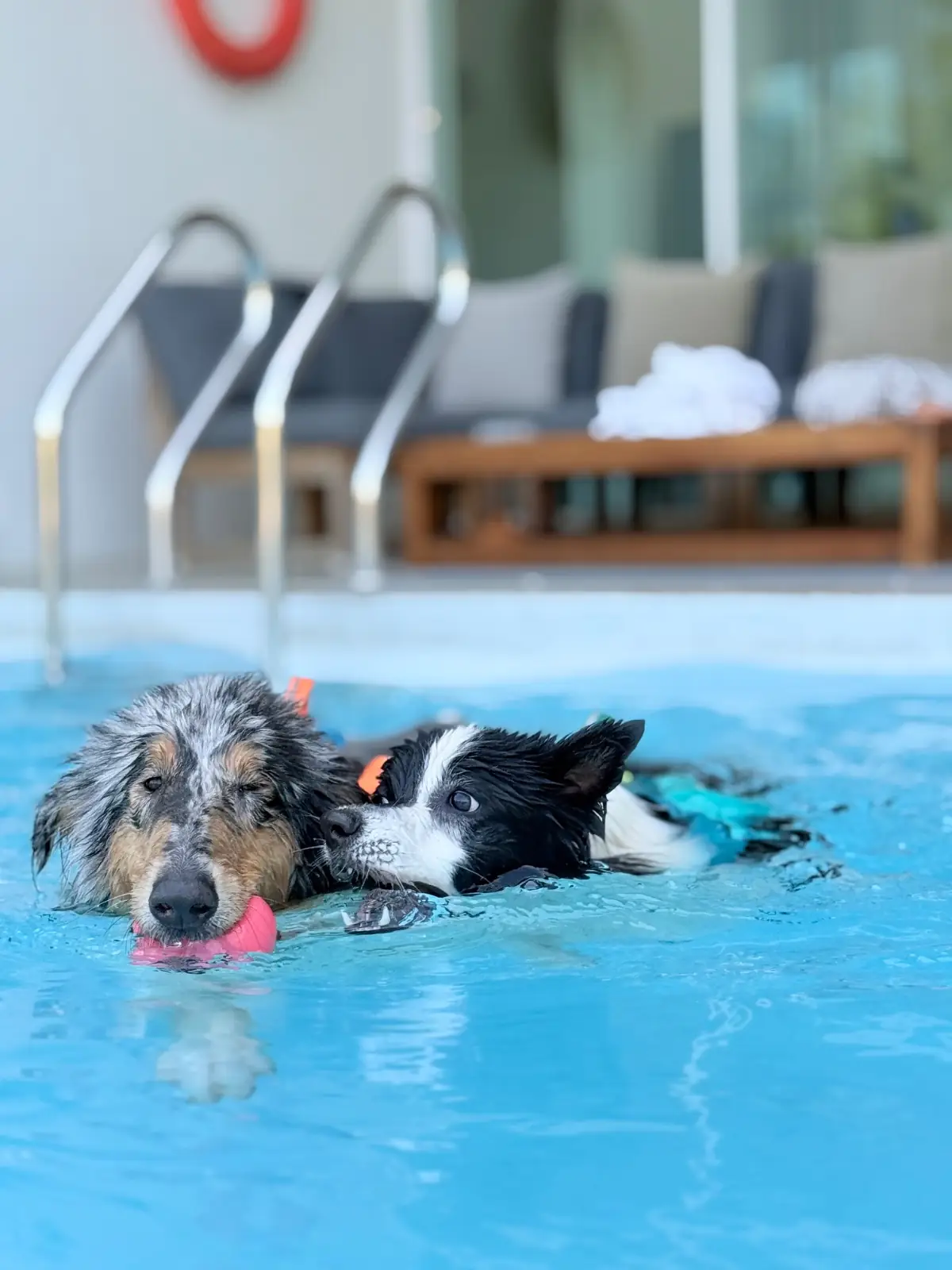 Gems Pool Villa pets image 2