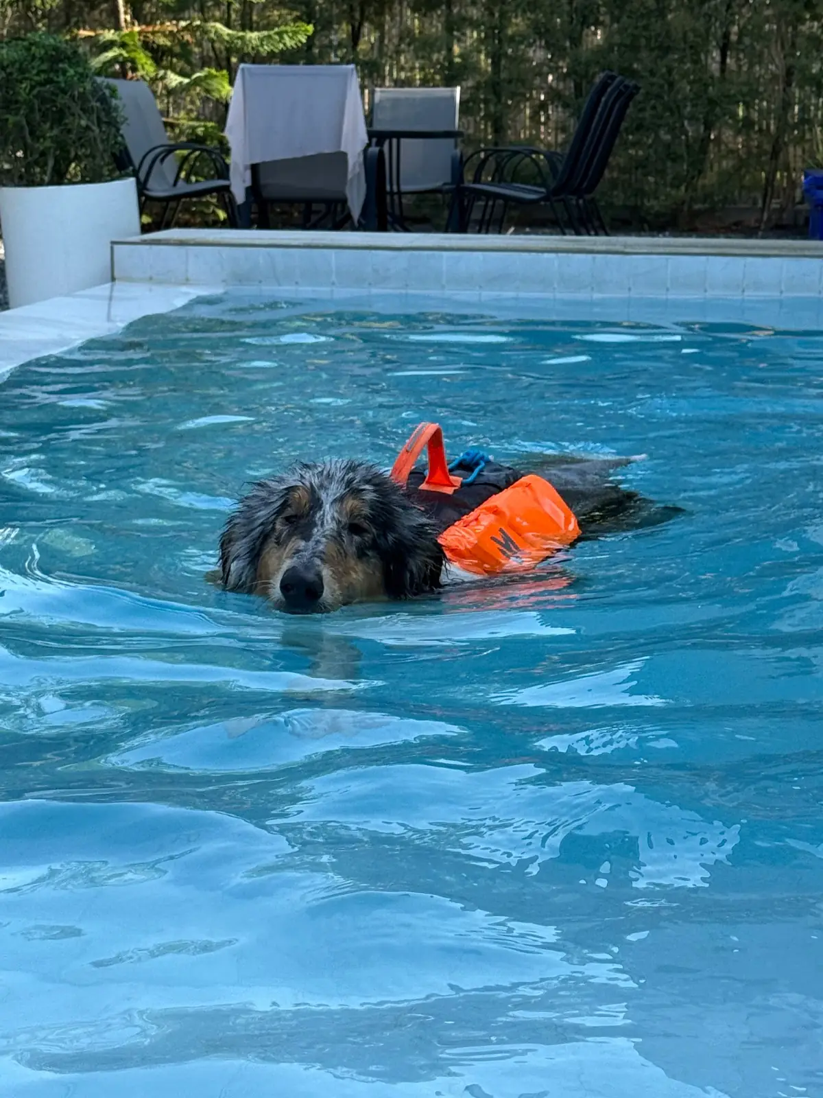 Gems Pool Villa pets image 1