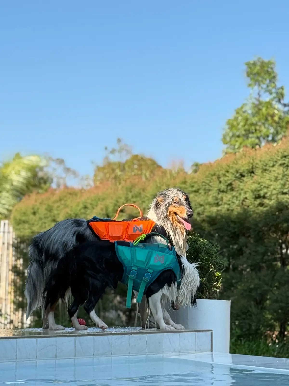 Gems Pool Villa pets image 6