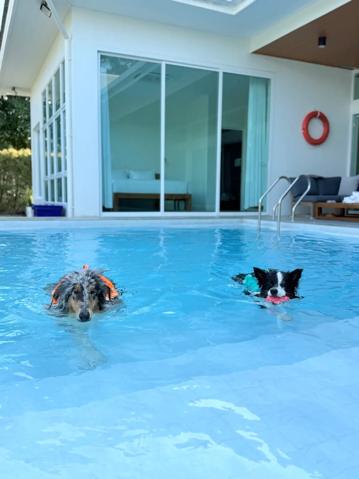 Gems Pool Villa pets image 7