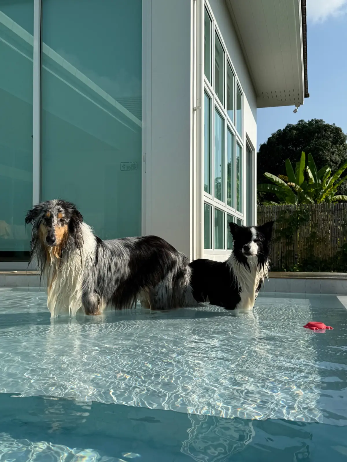 Gems Pool Villa pets image 5