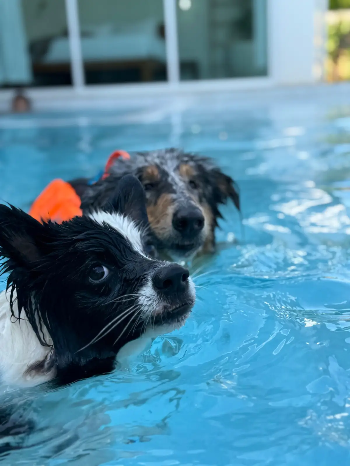 Gems Pool Villa pets image 8