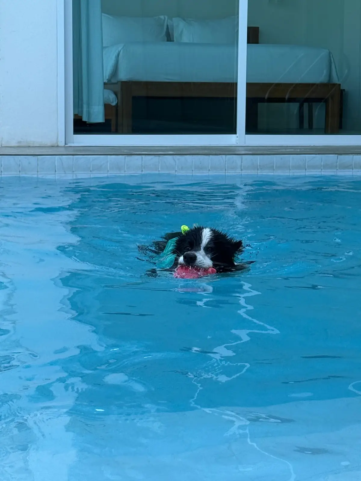 Gems Pool Villa pets image 3