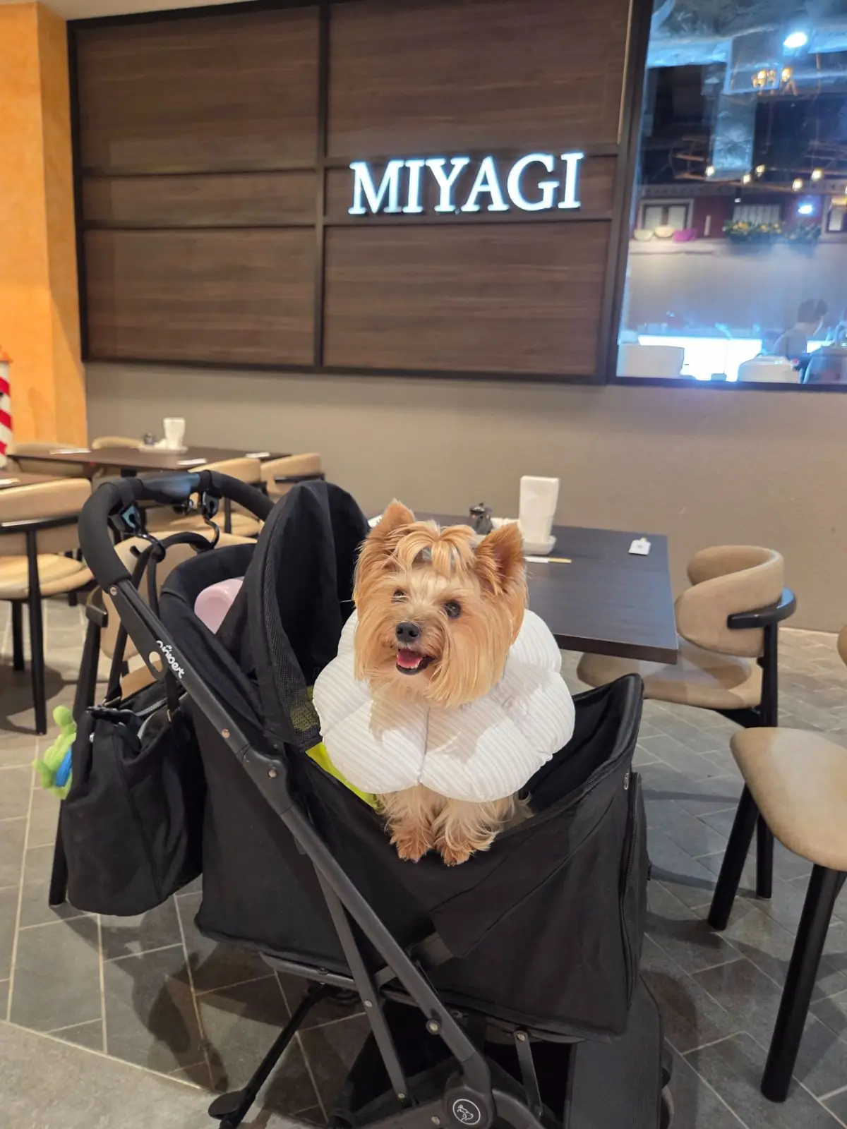 Miyagi - Terminal 21 Rama 3 pets image 1