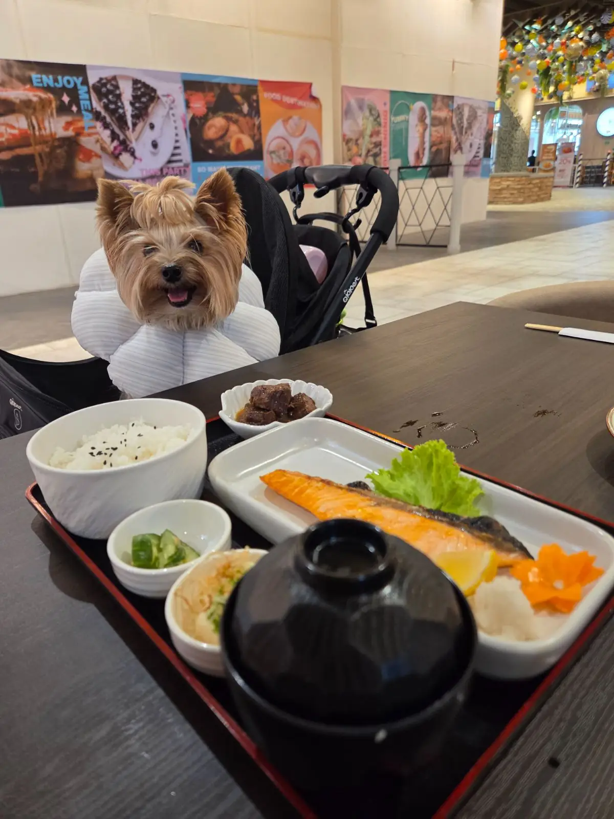 Miyagi - Terminal 21 Rama 3 pets image 2
