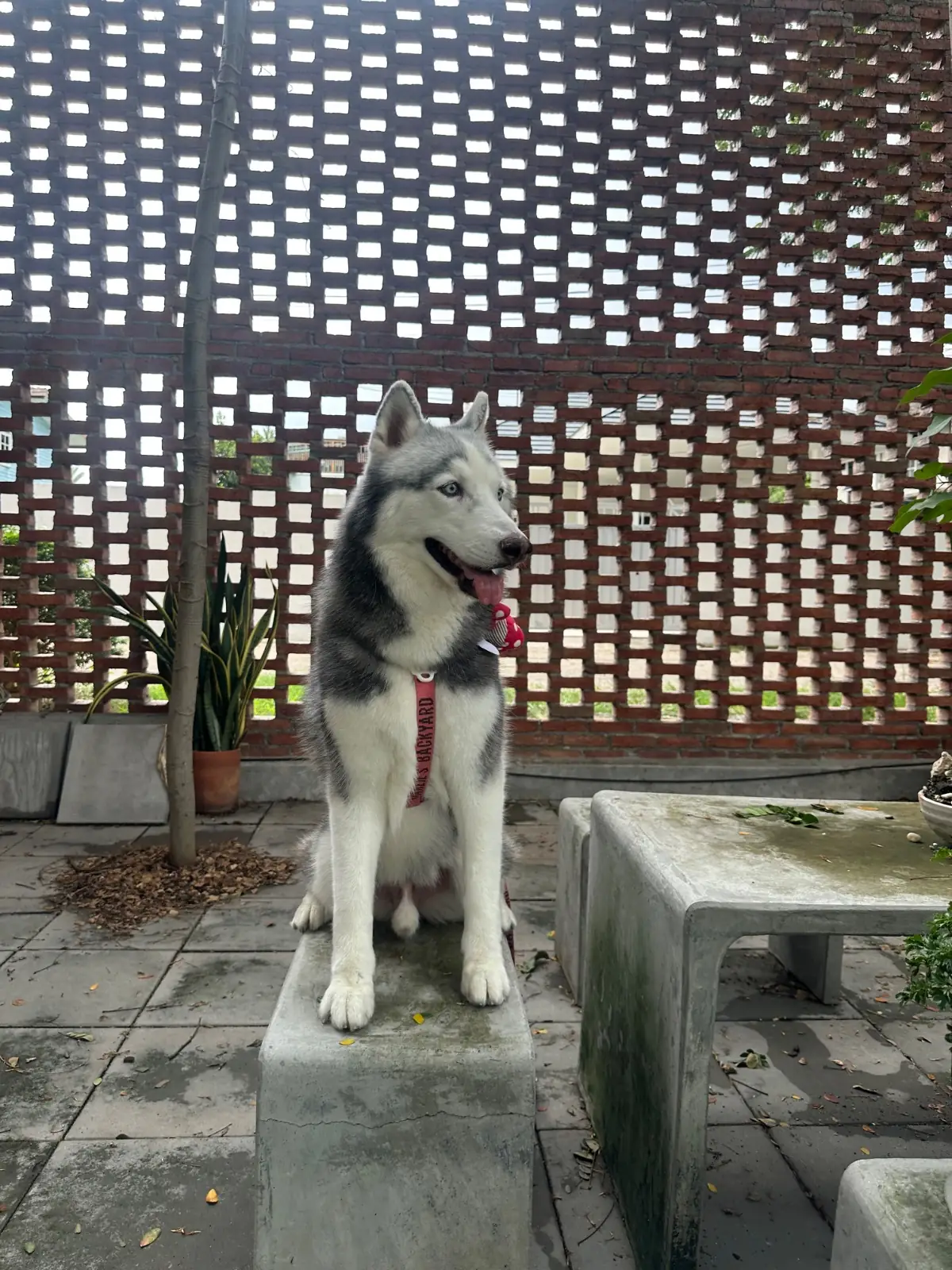 Morning Brew Cafe pets image 1