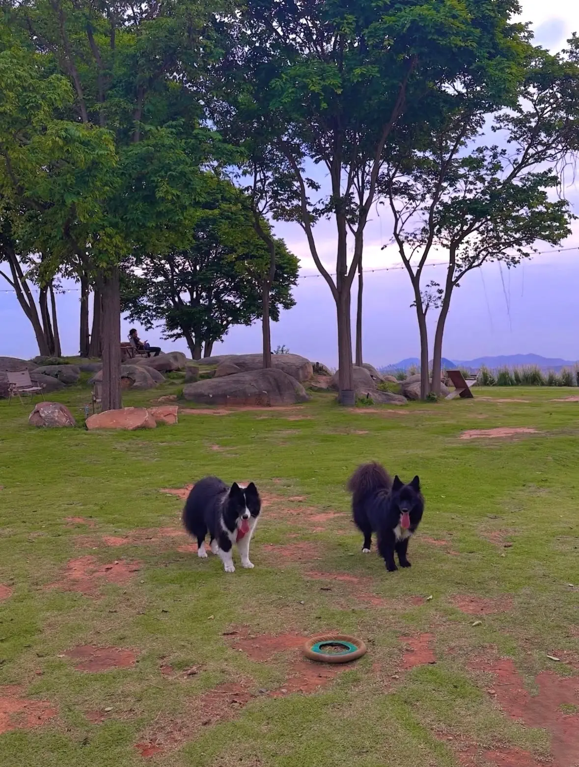 Sunset22 pets image 3