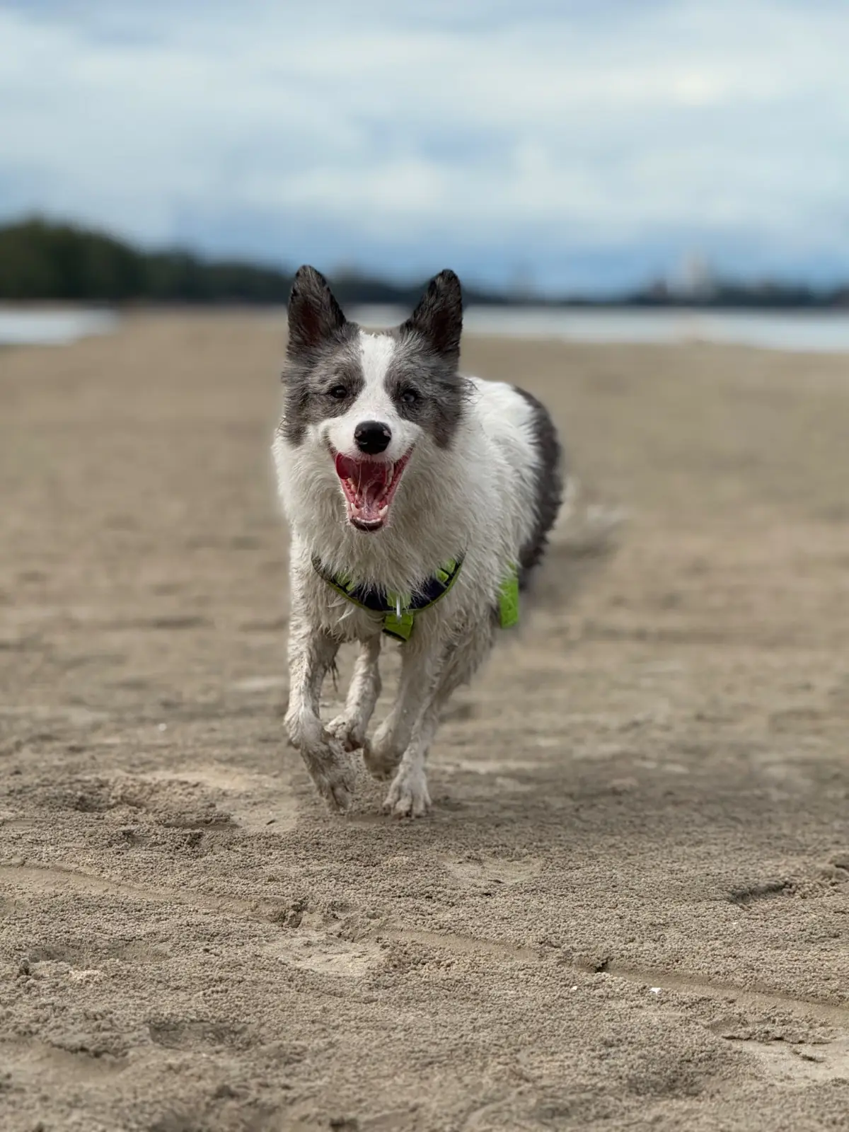 Captain Jack Bar pets image 1