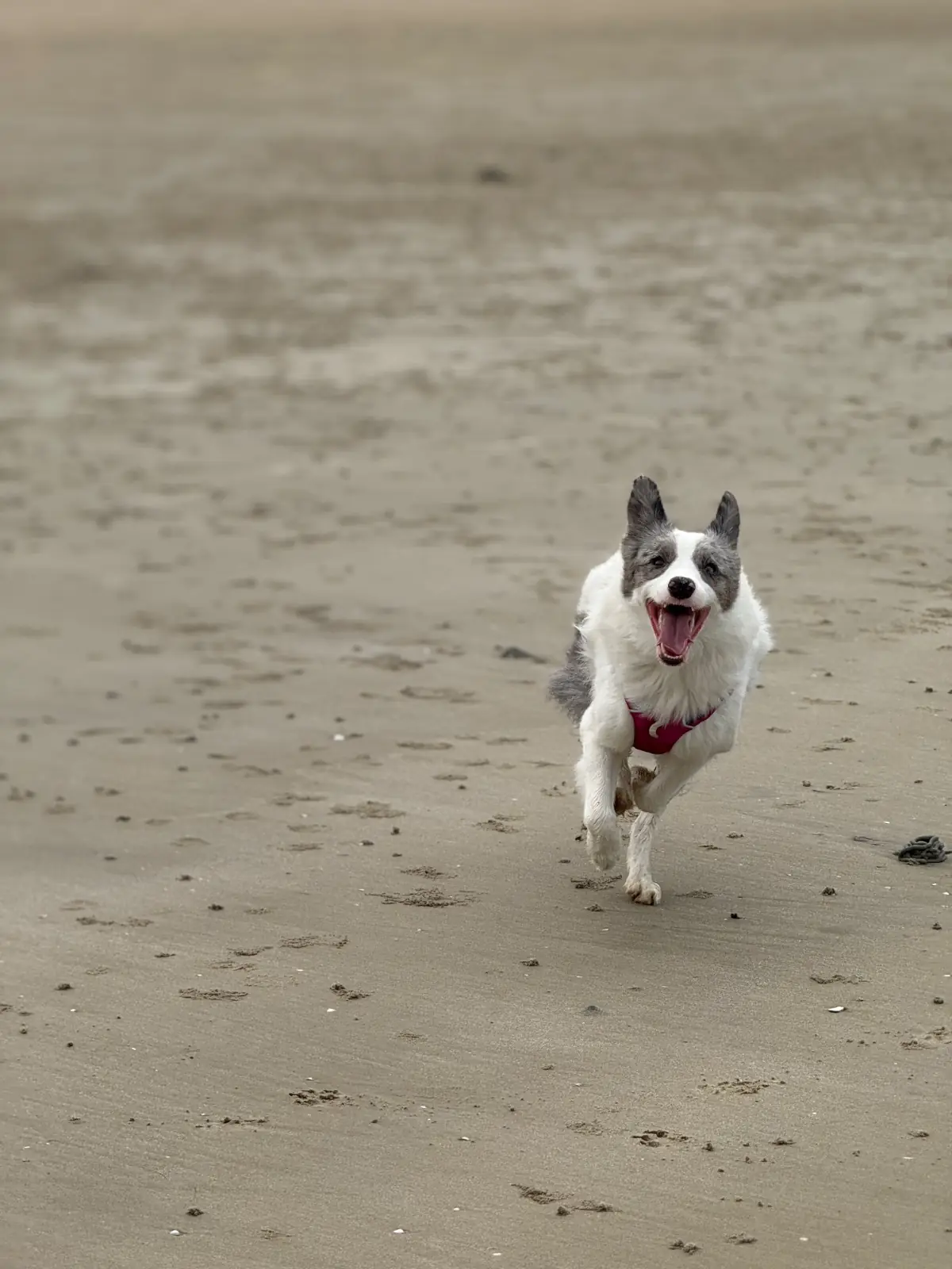 Captain Jack Bar pets image 4