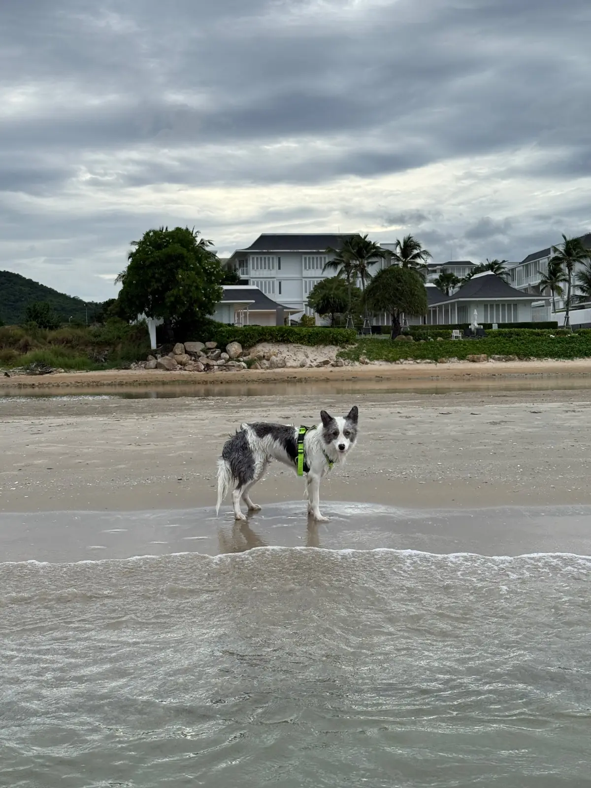 Captain Jack Bar pets image 2