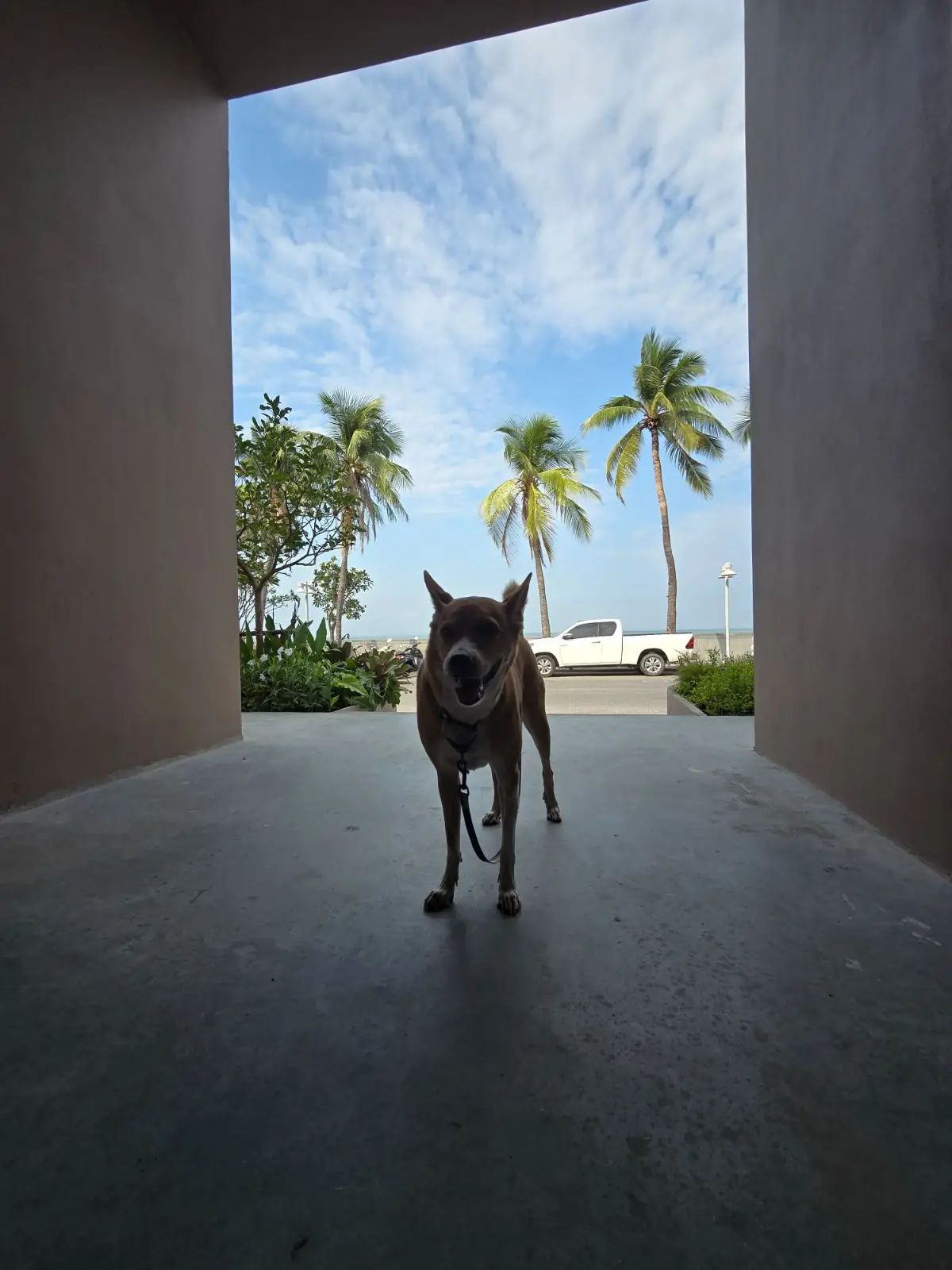 ความสุข บางแสน pets image 1