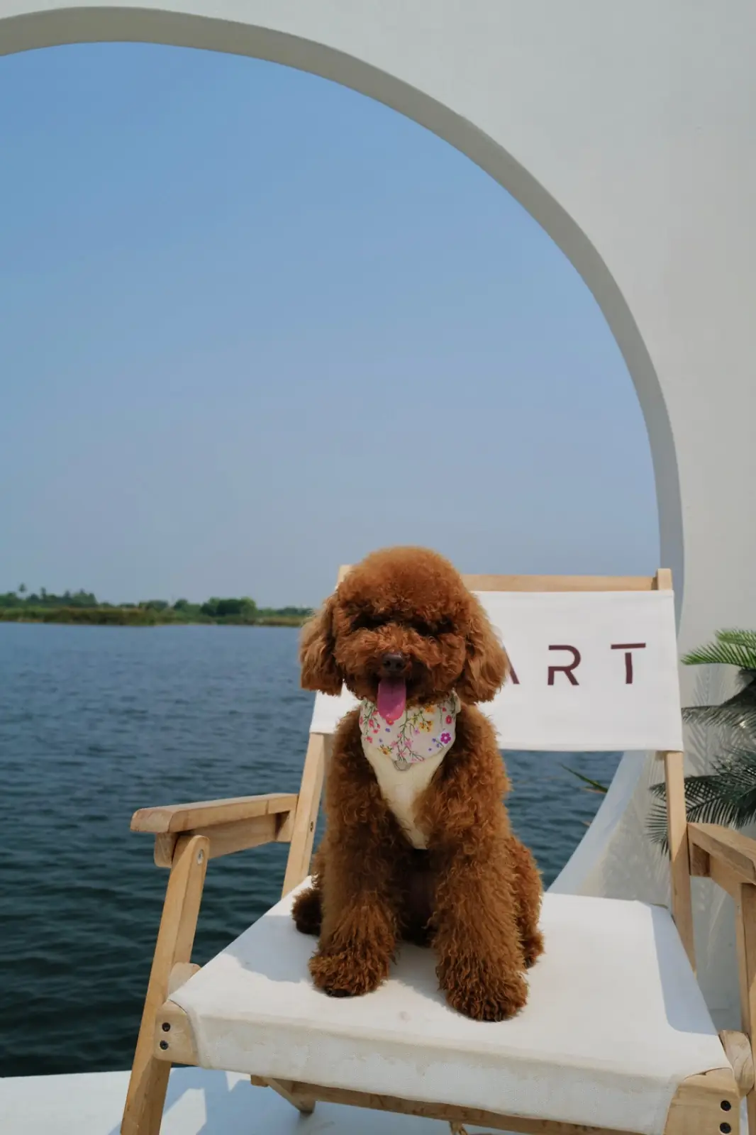 STARTcafe pets image 4