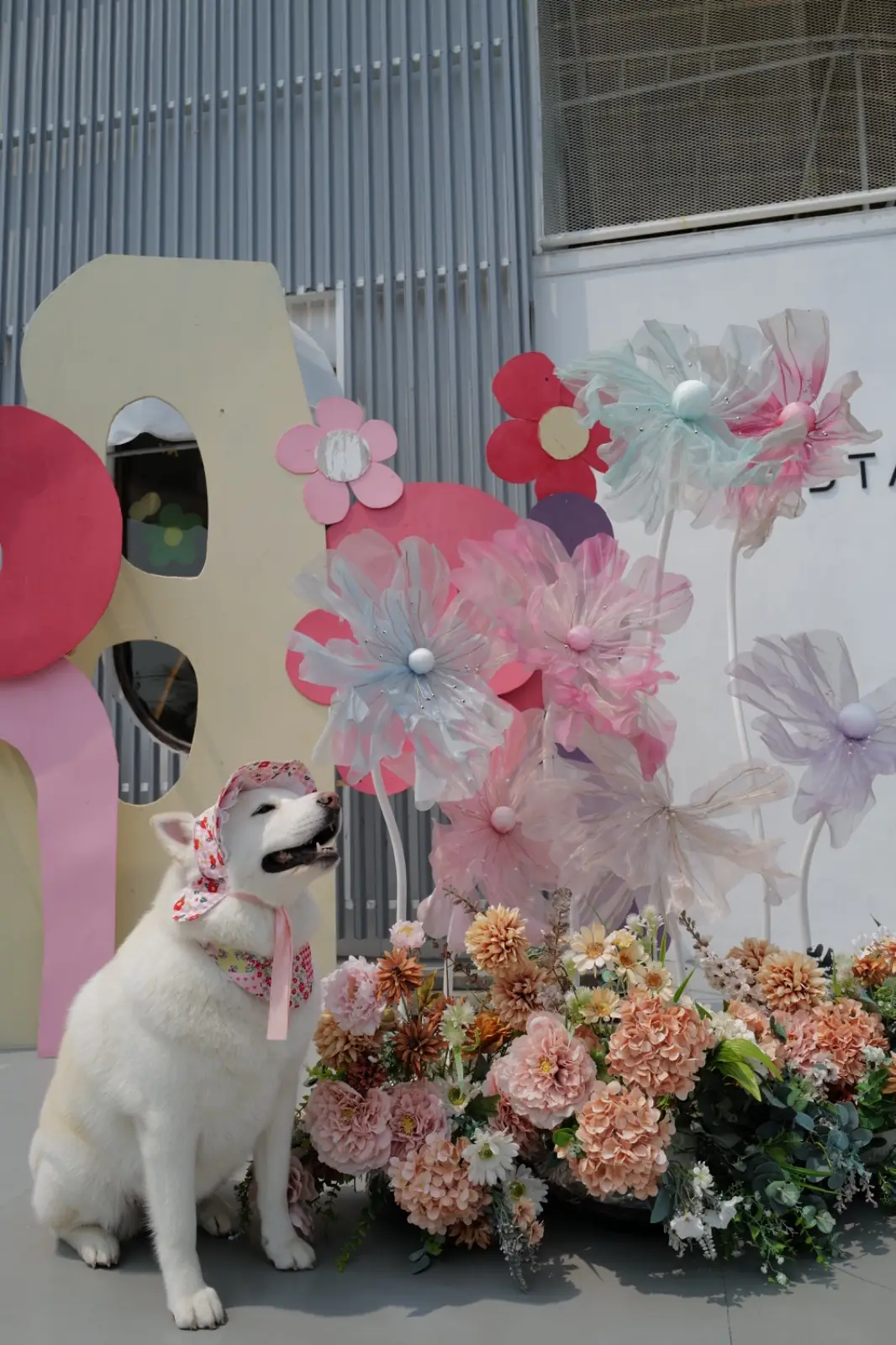 STARTcafe pets image 1