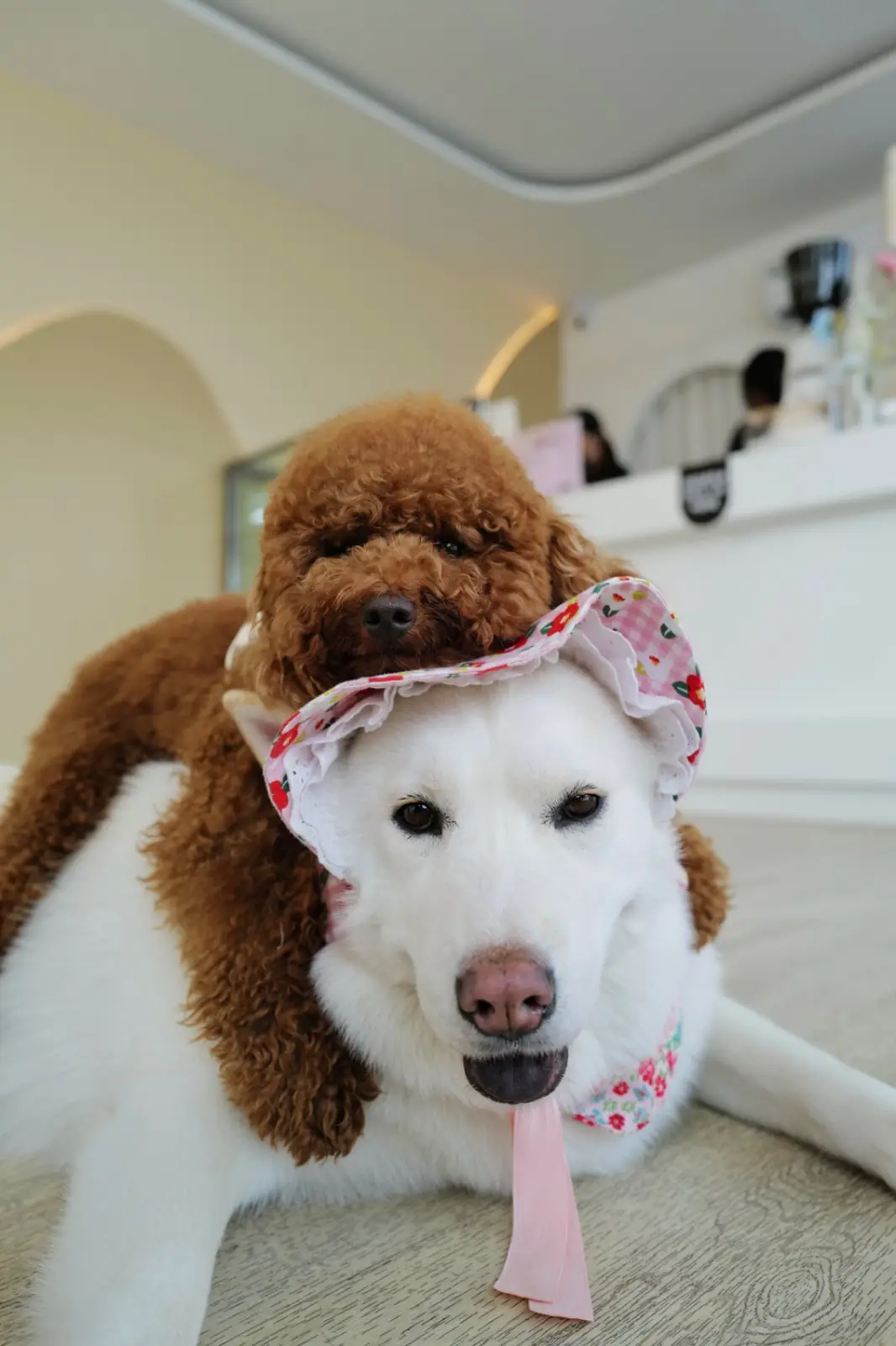 STARTcafe pets image 2