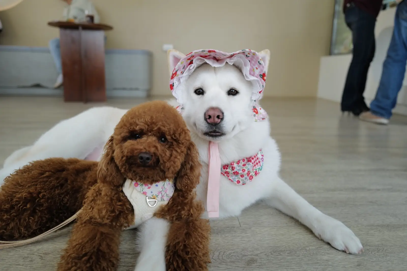 STARTcafe pets image 3