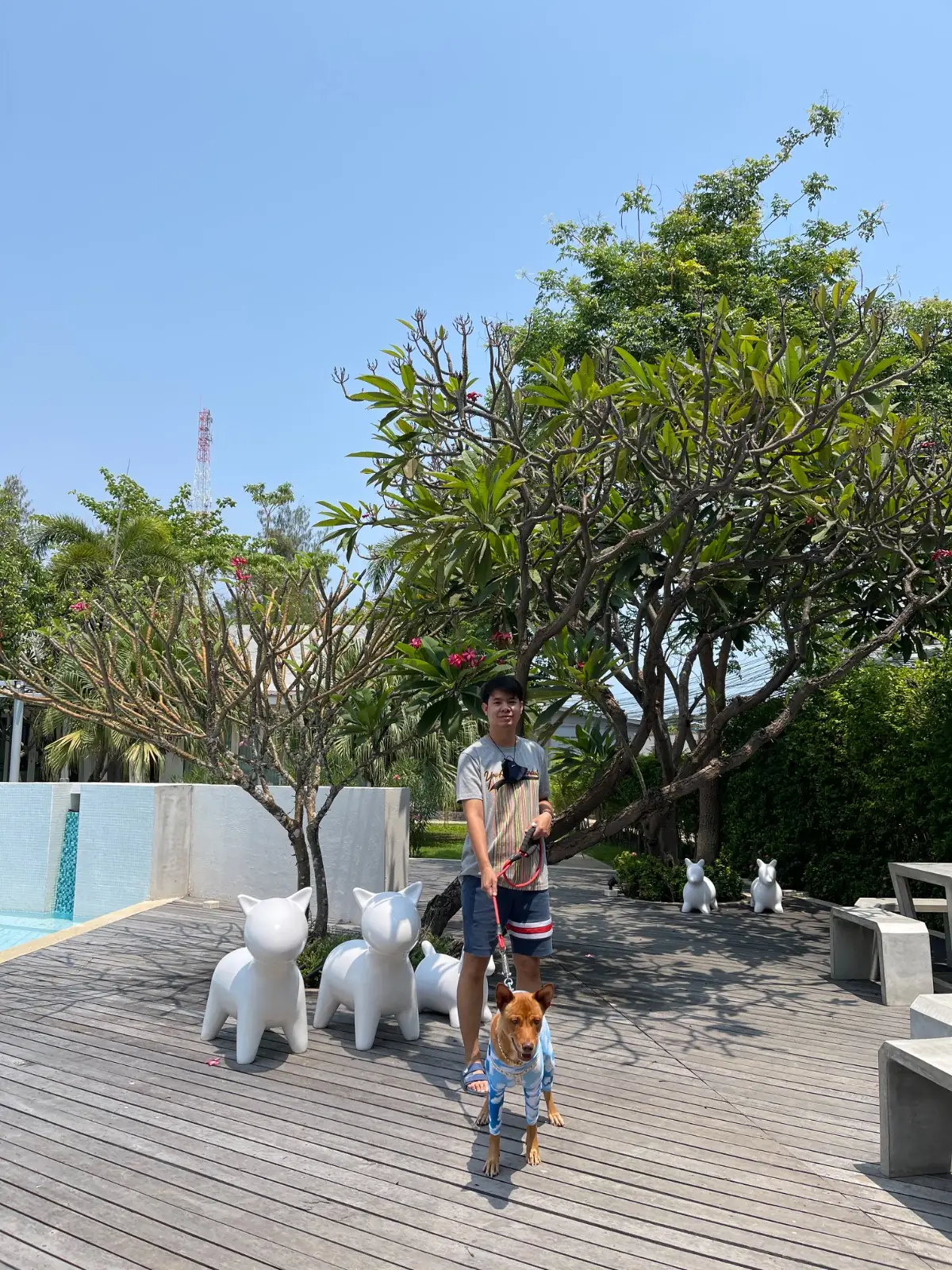 Kocchira cafe pets image 3