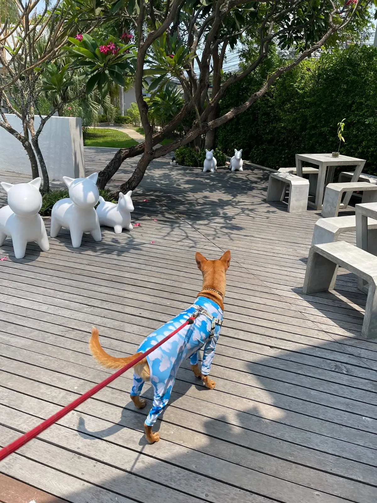 Kocchira cafe pets image 1