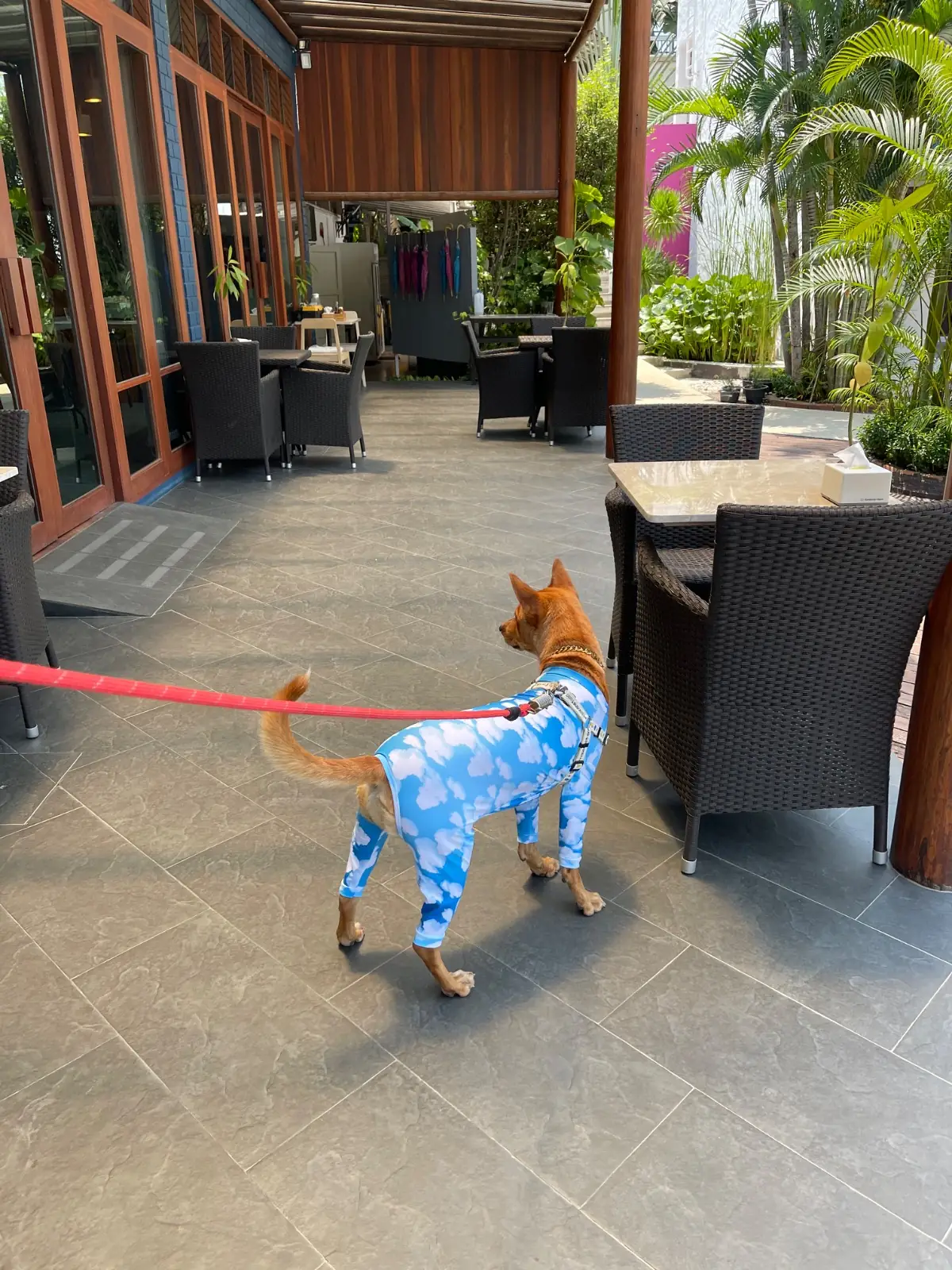 Kocchira cafe pets image 2