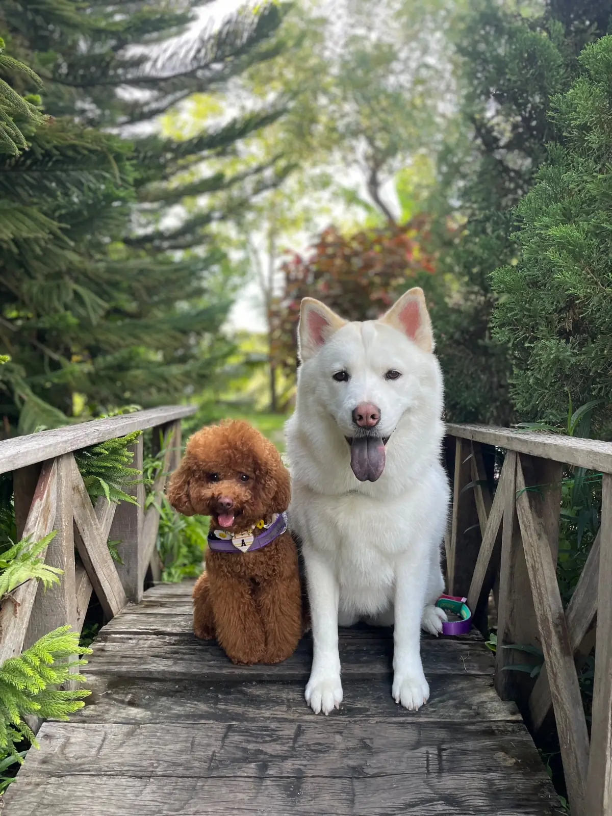 Wind & White House Cafe pets image 1