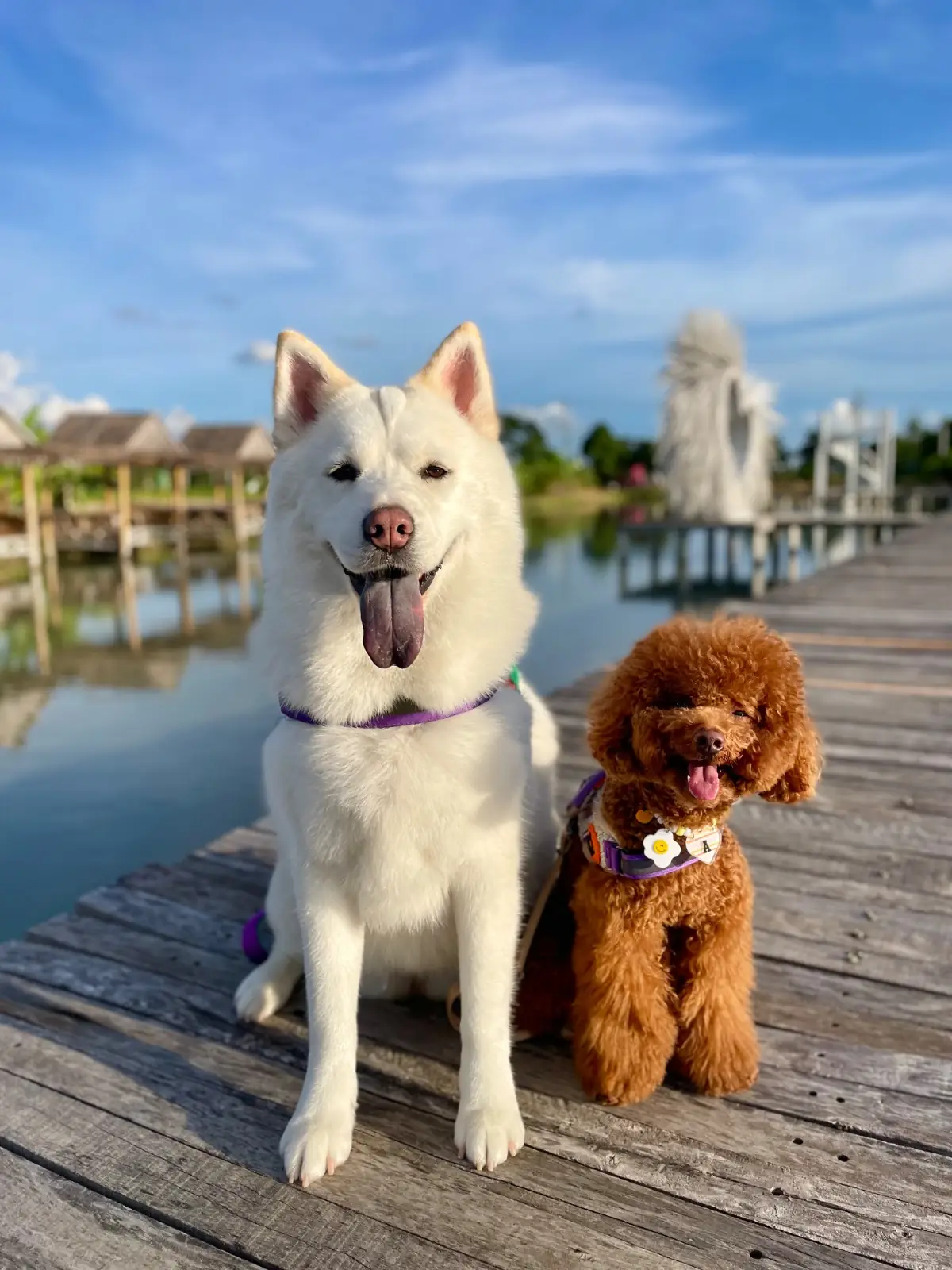 Wind & White House Cafe pets image 4