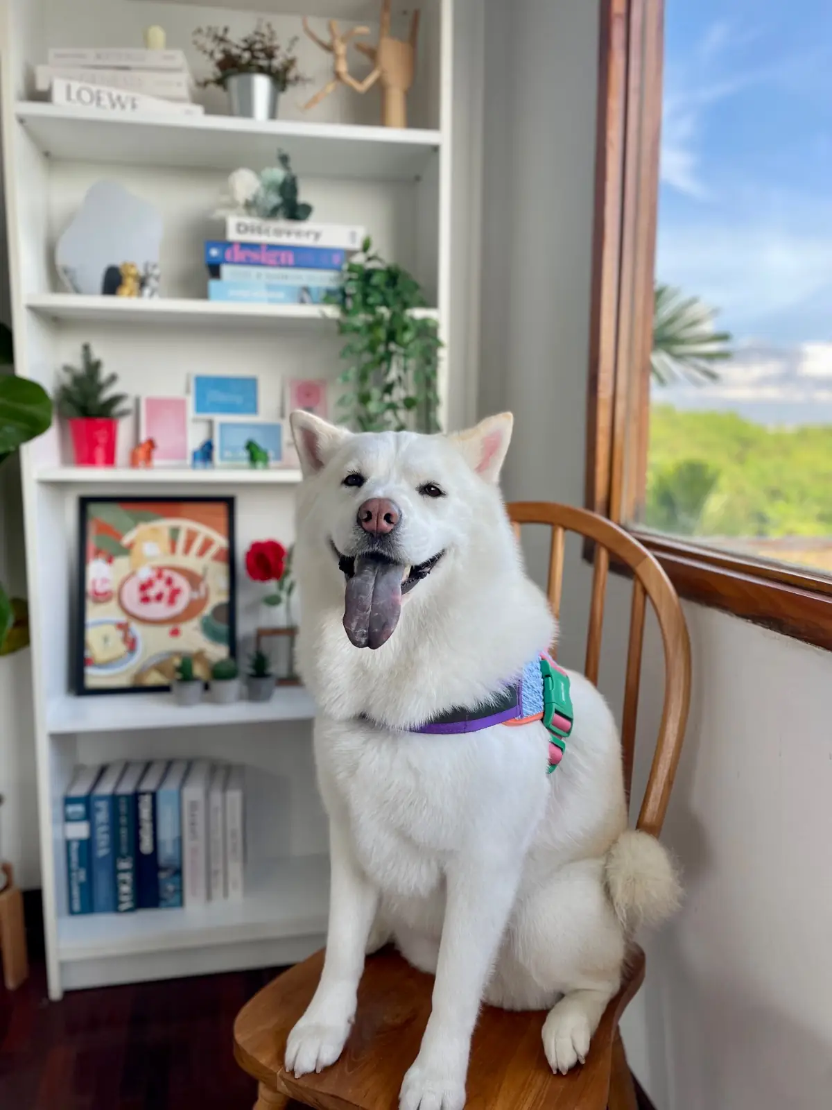 Wind & White House Cafe pets image 2