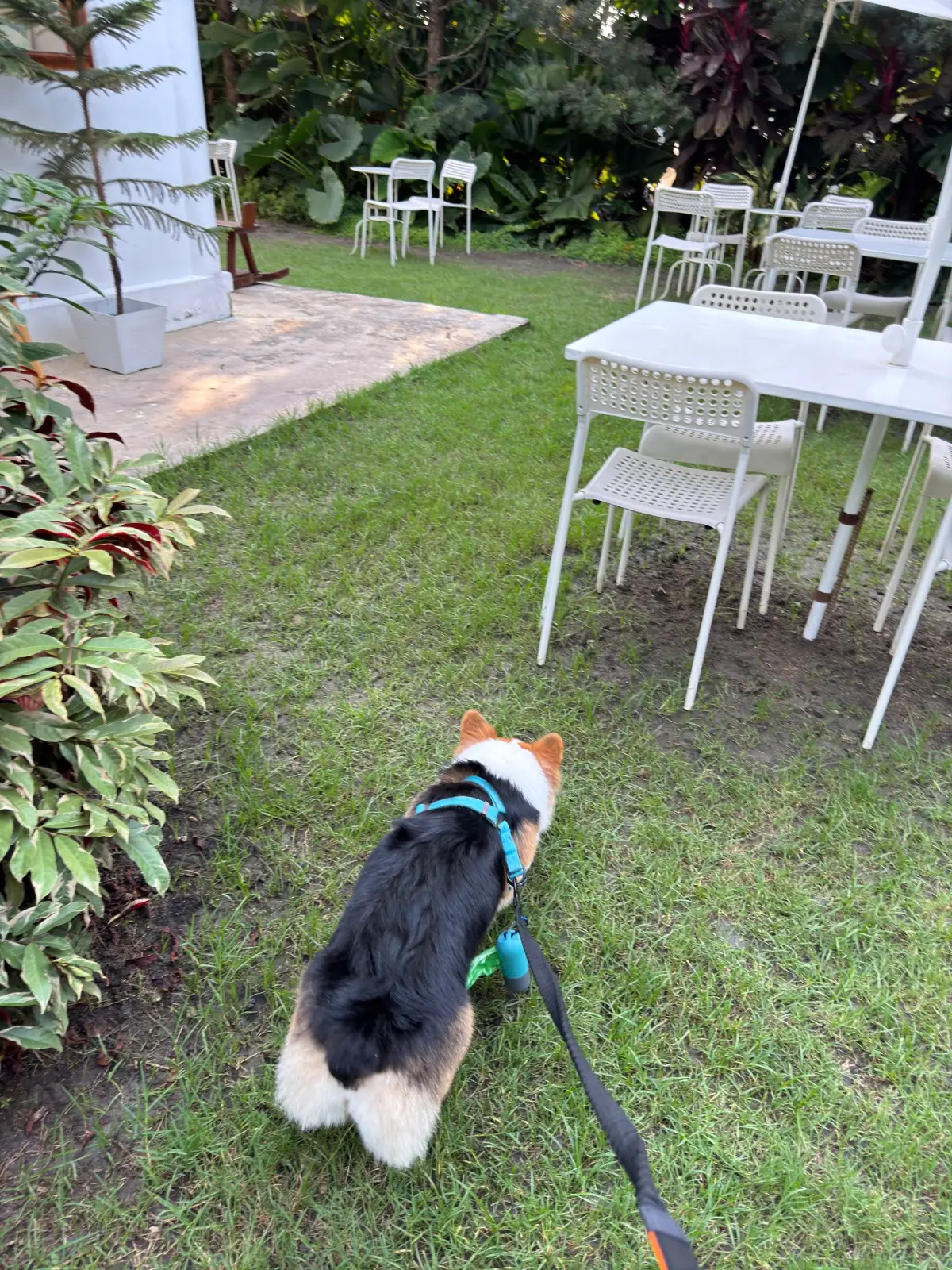 Wind & White House Cafe pets image 6