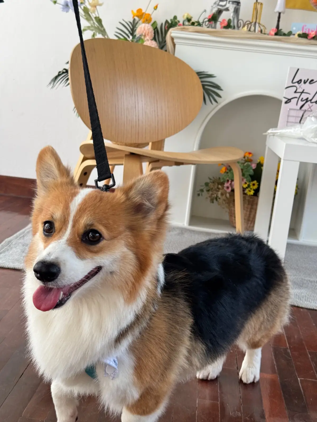 Wind & White House Cafe pets image 7