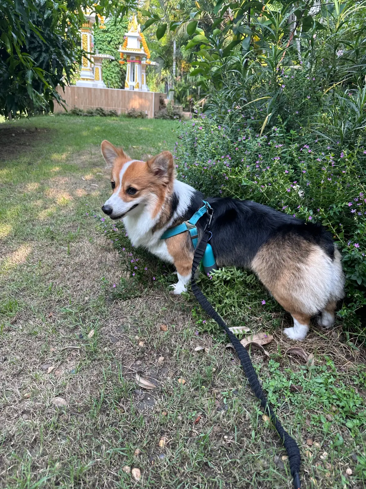 Wind & White House Cafe pets image 5