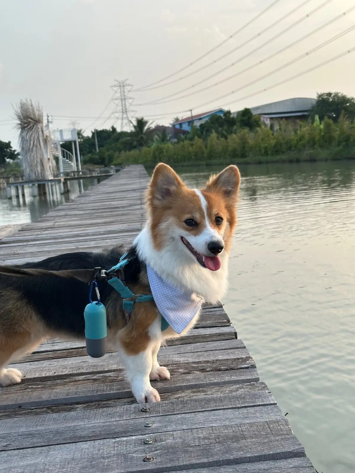 Wind & White House Cafe pets image 8