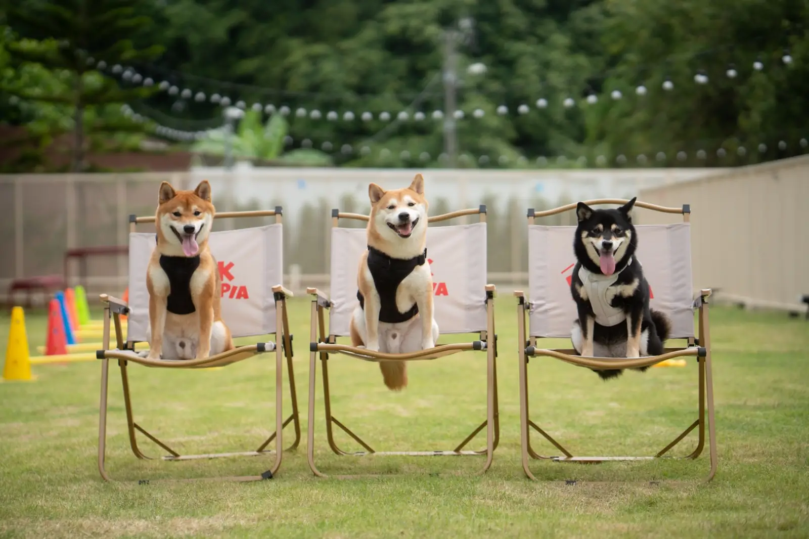 BARKTOPIA DOG PARK BKK other image 3