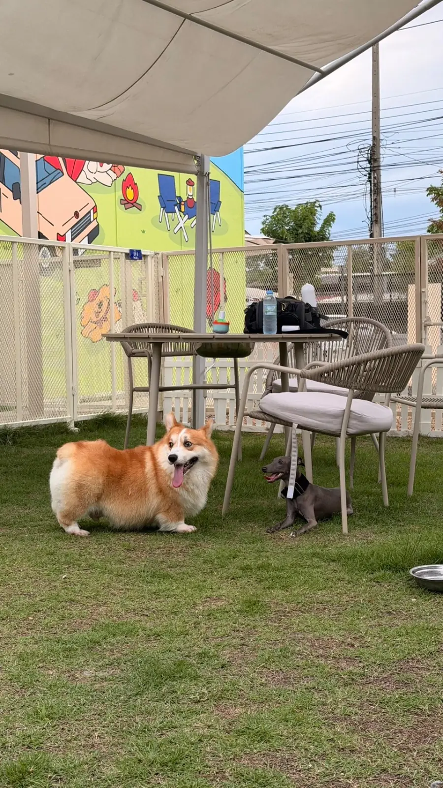 Barktopia Dog Park BKK pets image 1