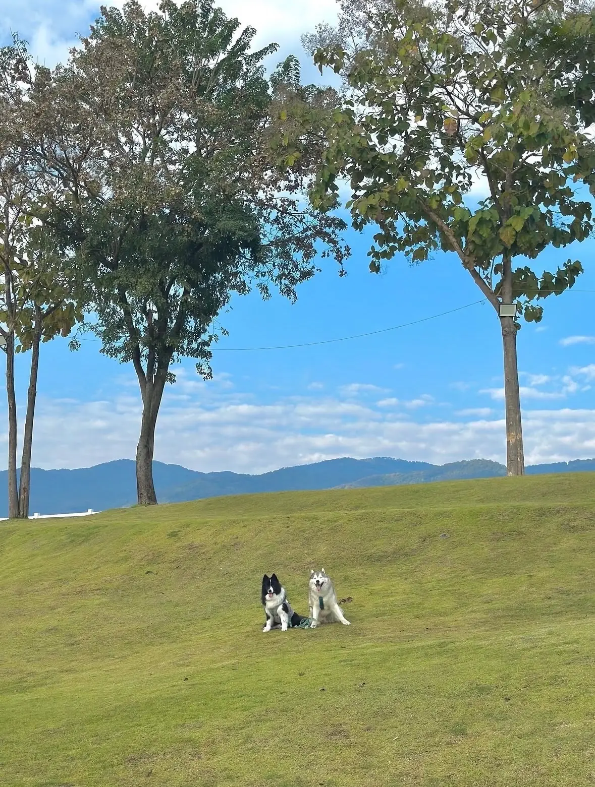 สวนเฉลิมพระเกียรติฯ อบจ.เชียงใหม่ pets image 5