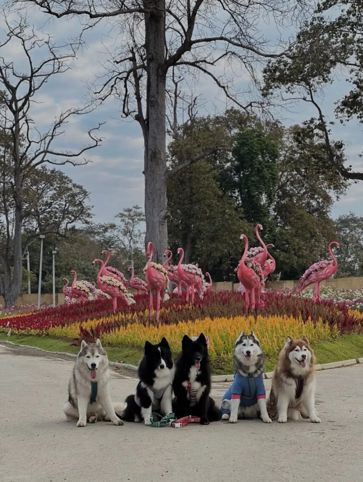 สวนเฉลิมพระเกียรติฯ อบจ.เชียงใหม่ pets image 4