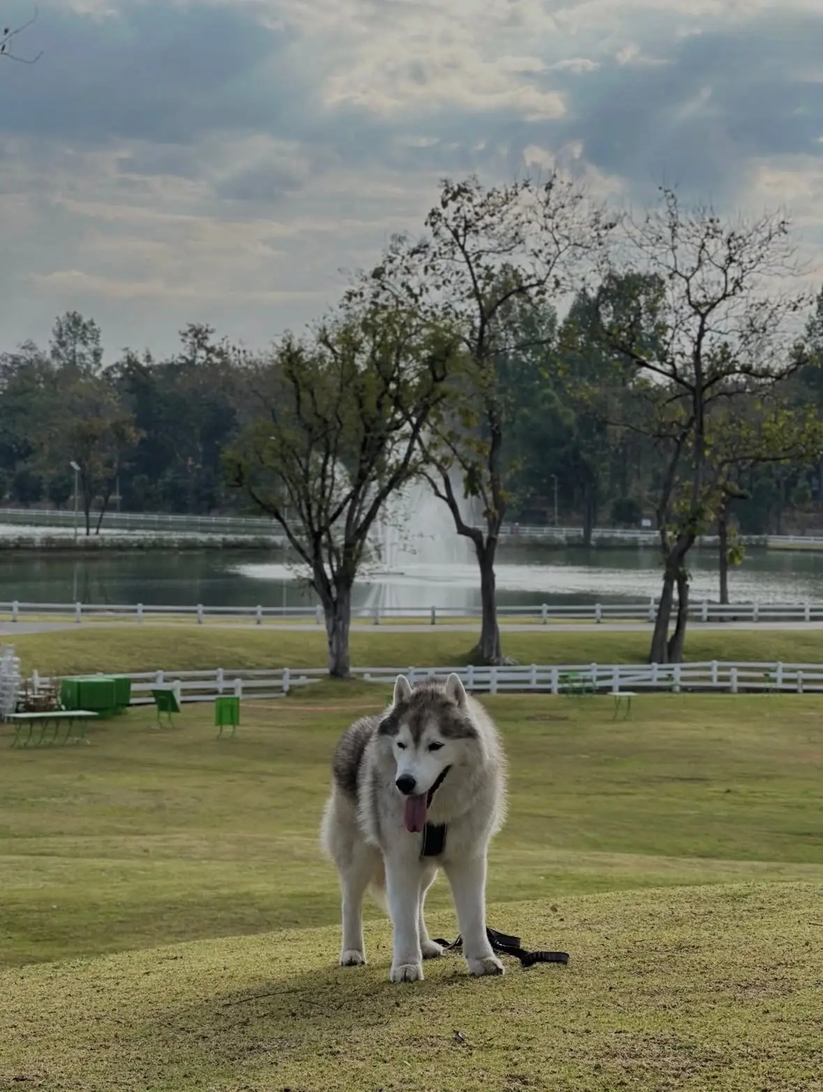 สวนเฉลิมพระเกียรติฯ อบจ.เชียงใหม่ pets image 3