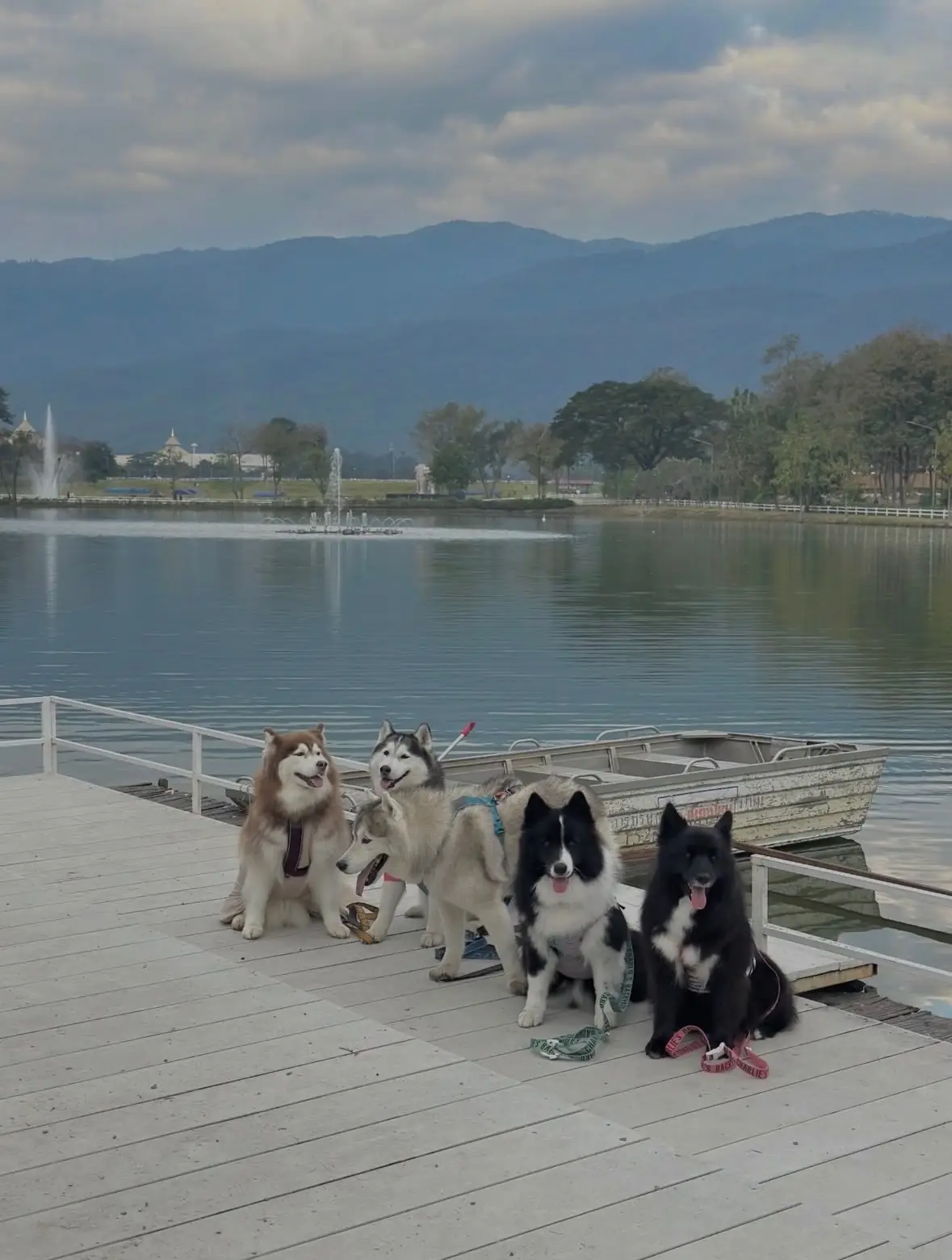 สวนเฉลิมพระเกียรติฯ อบจ.เชียงใหม่ pets image 1