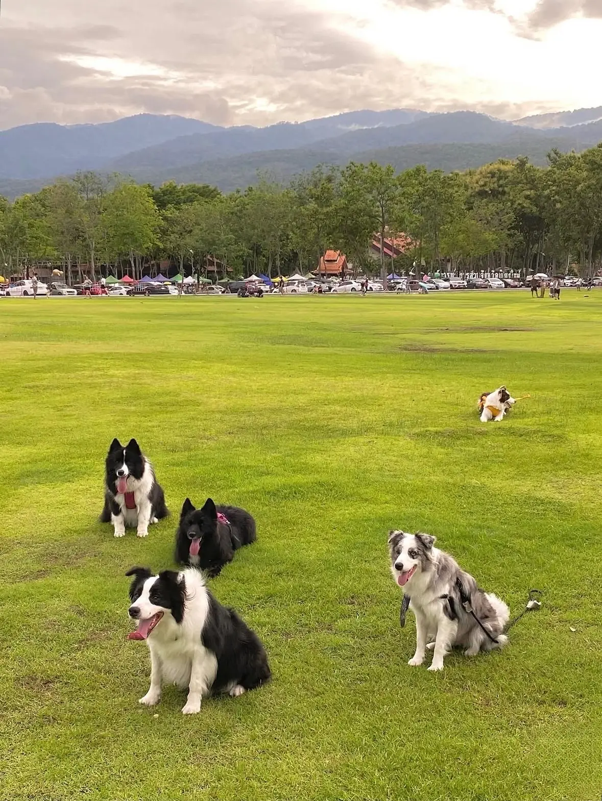 สวนเฉลิมพระเกียรติฯ อบจ.เชียงใหม่ pets image 9