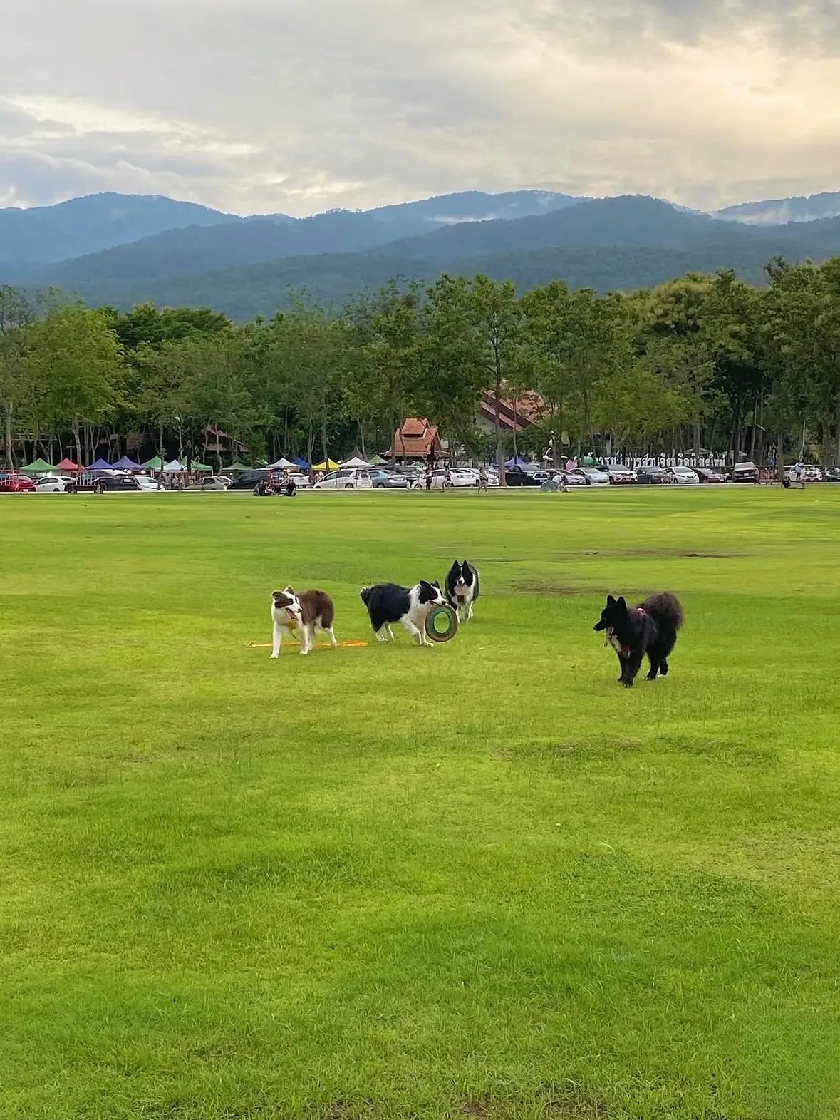 สวนเฉลิมพระเกียรติฯ อบจ.เชียงใหม่ pets image 1