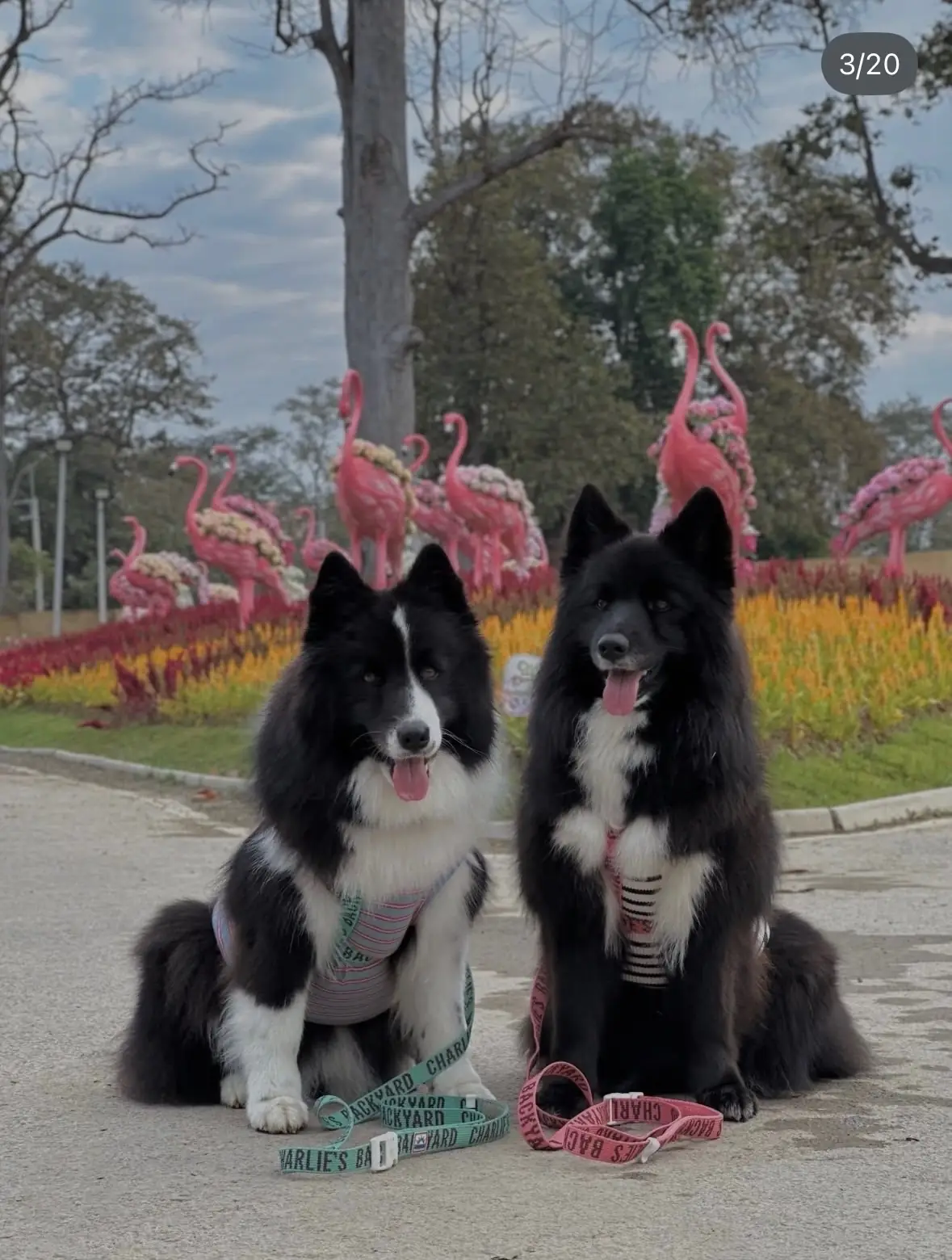สวนเฉลิมพระเกียรติฯ อบจ.เชียงใหม่ pets image 2