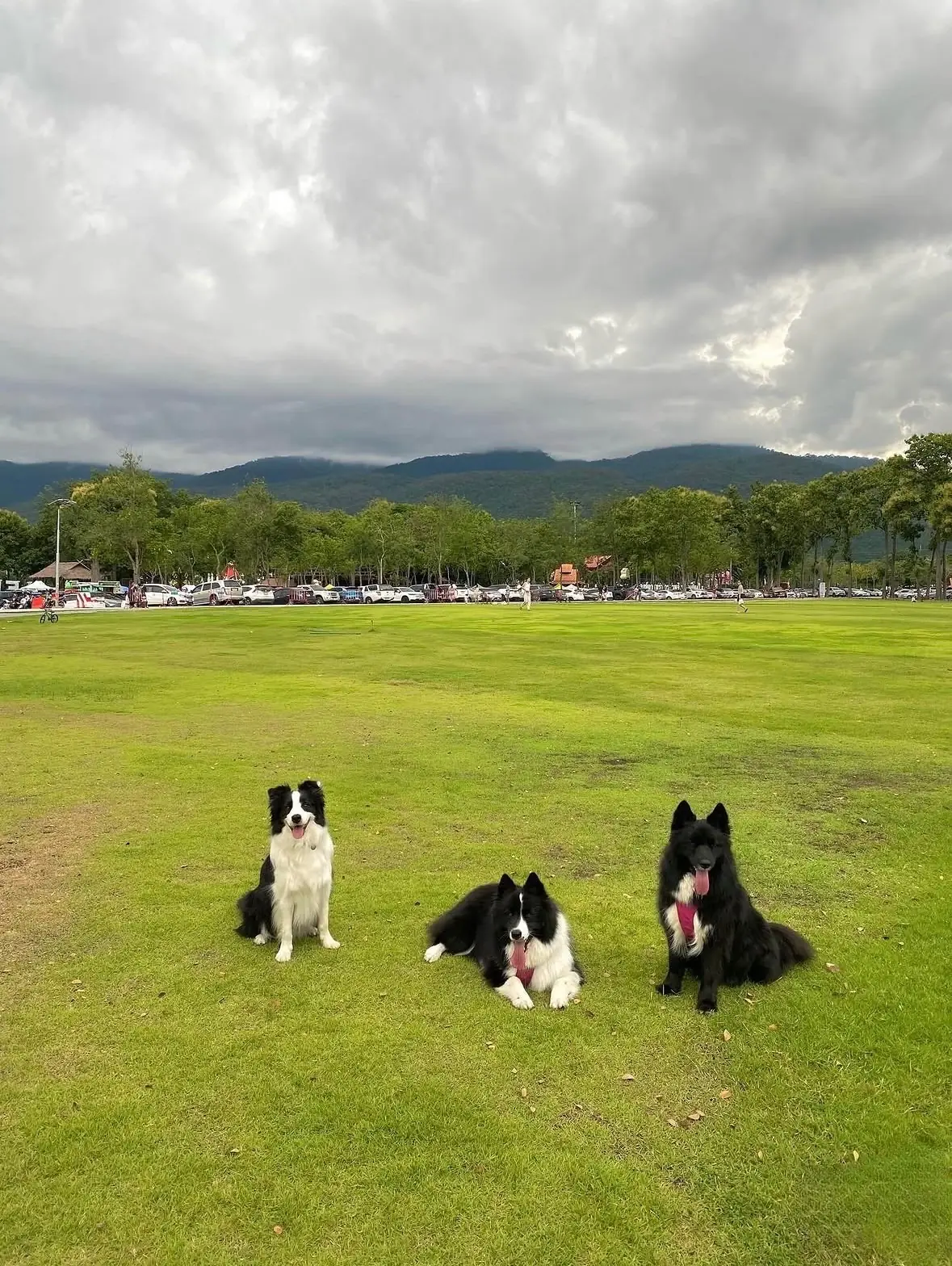 สวนเฉลิมพระเกียรติฯ อบจ.เชียงใหม่ pets image 7
