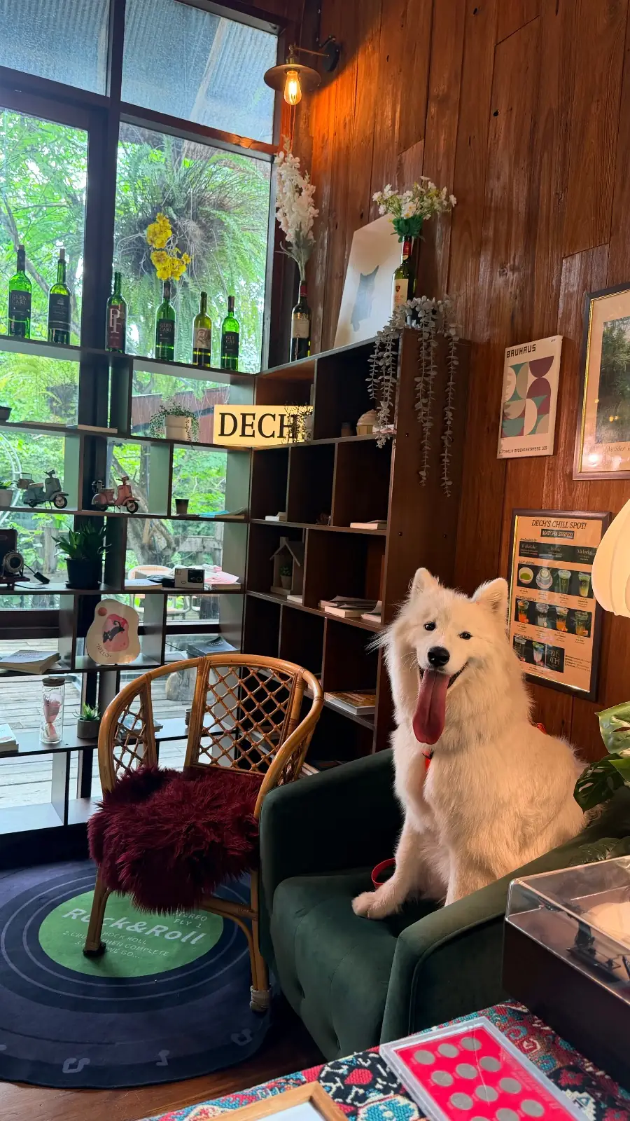 Dech's chill spot pets image 1