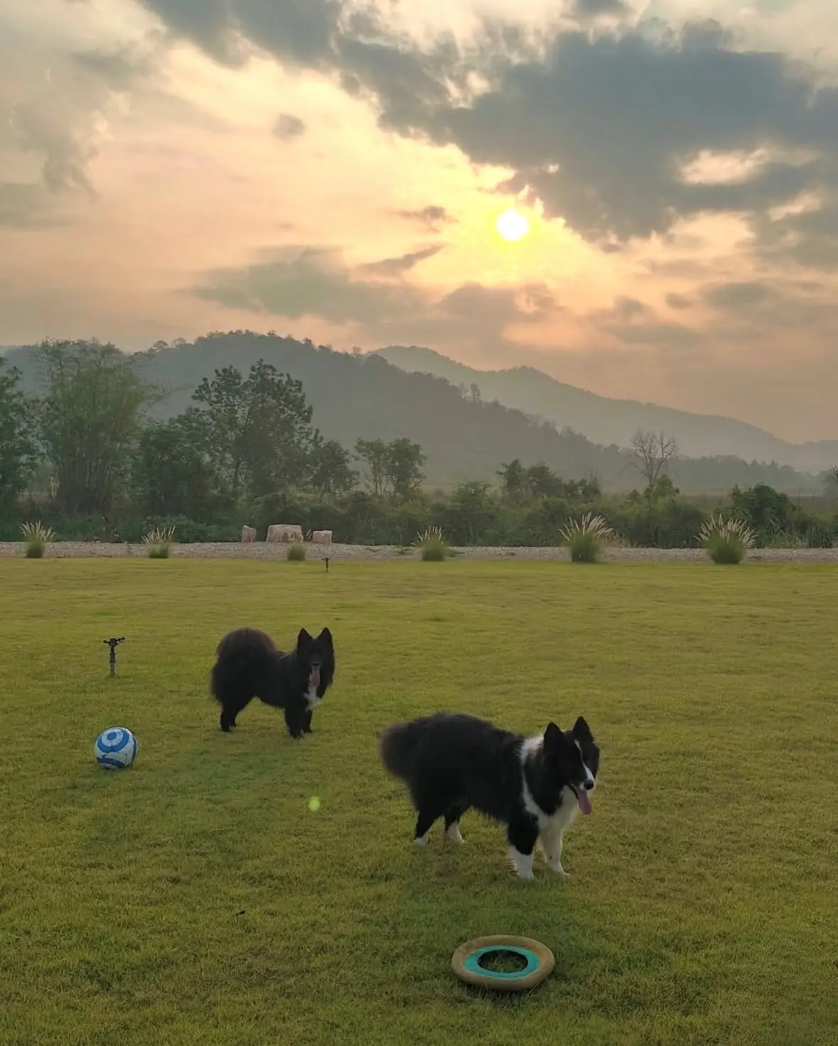 ภูทอยพลอยวิว pets image 2