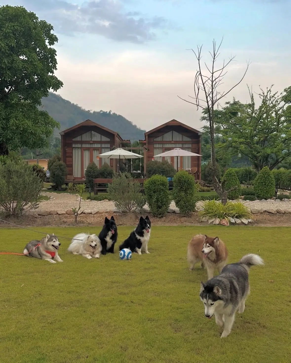 ภูทอยพลอยวิว pets image 1