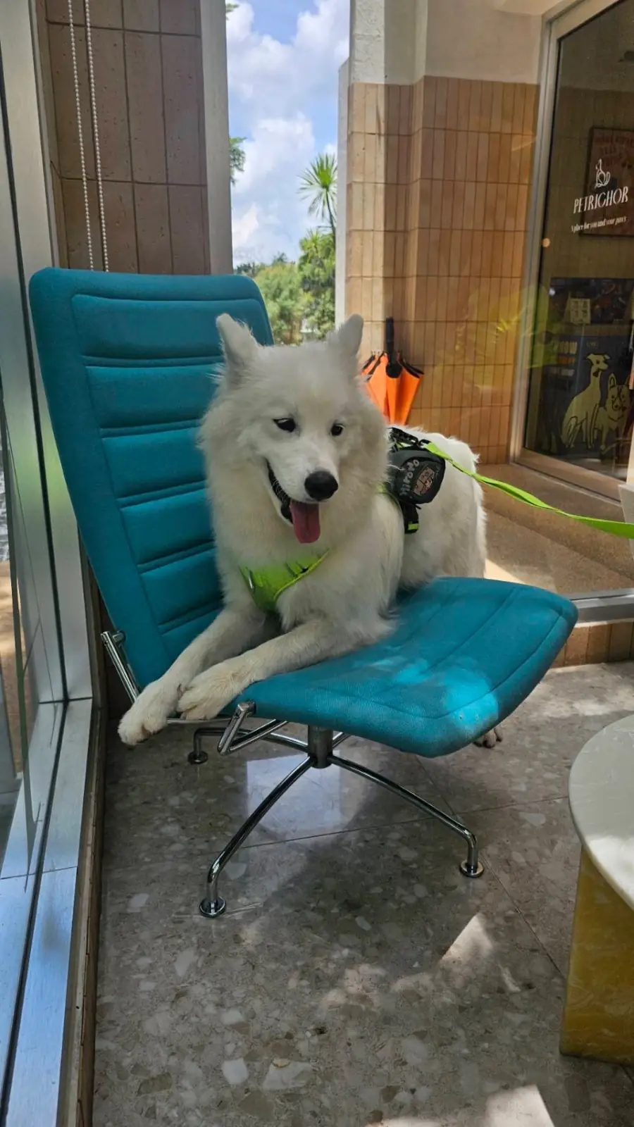 Petrichor Café pets image 10