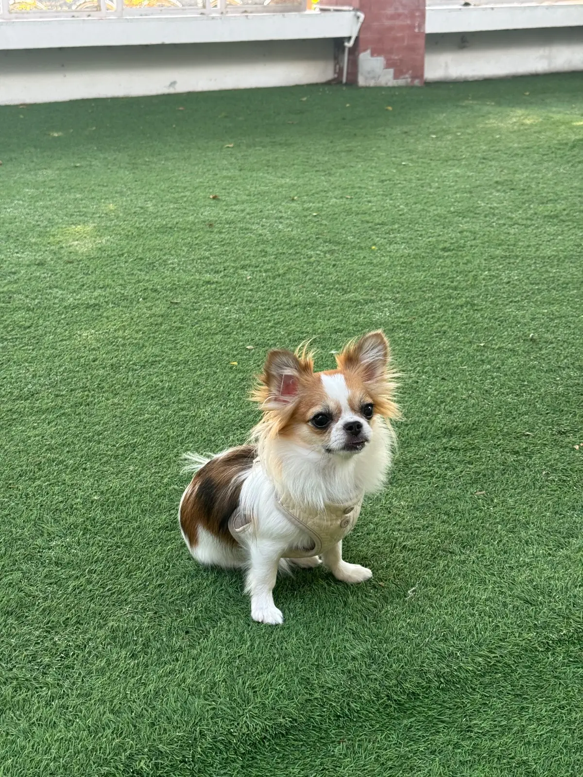 Petrichor Café pets image 9