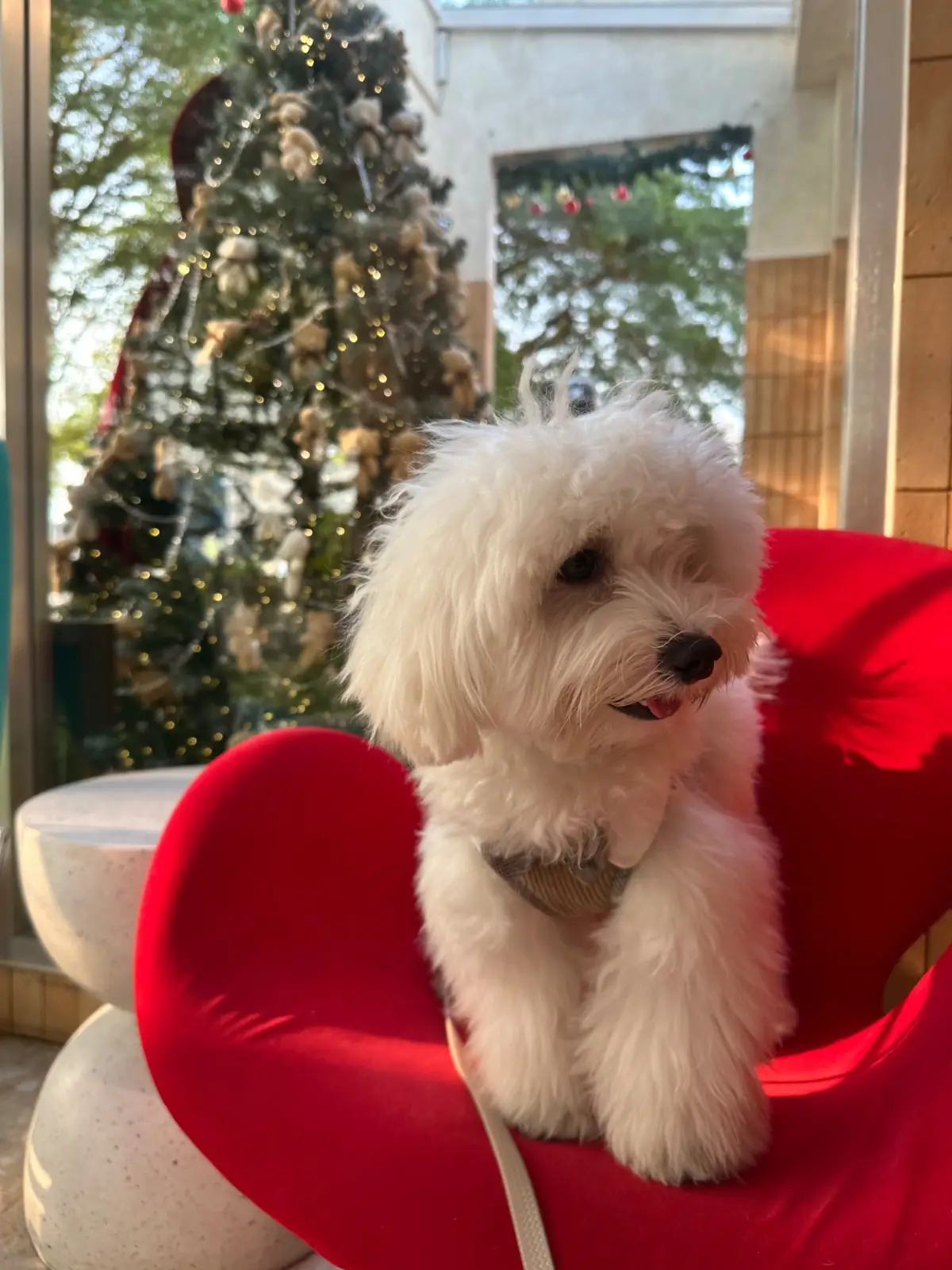 Petrichor Café pets image 2