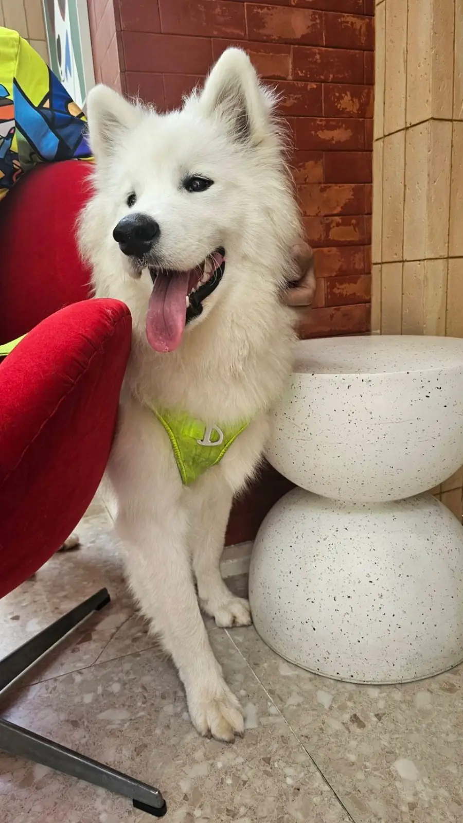 Petrichor Café pets image 6