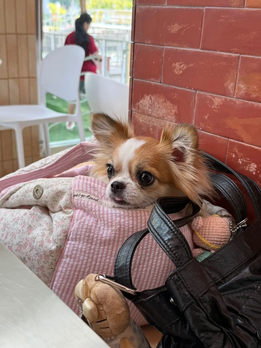 Petrichor Café pets image 8