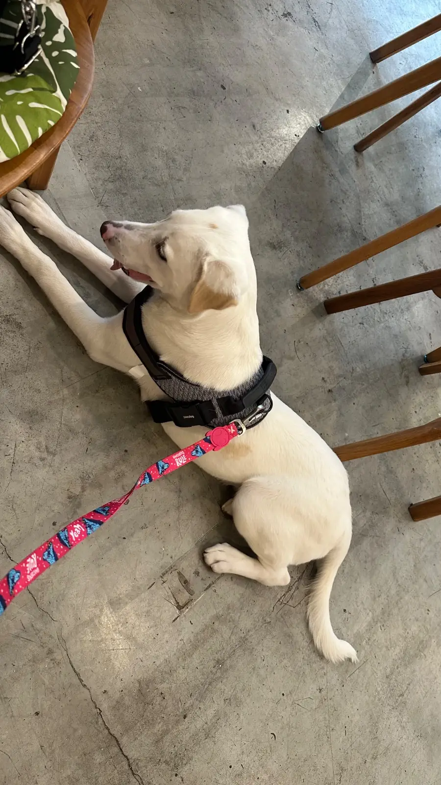 MUSO Coffee & Friends pets image 1